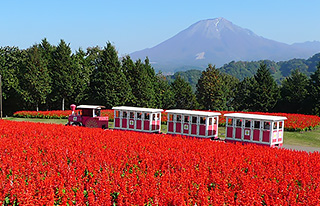 とっとり花回廊