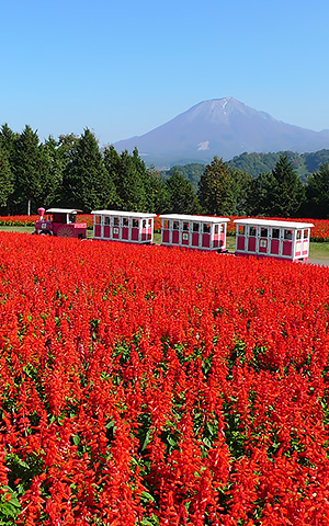 とっとり花回廊